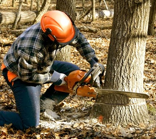 Tree Removal in Racine, WV